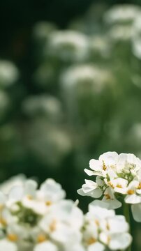 White candytuft flowers blooming with small yellow centers in a field on a sunny day in a nature garden.