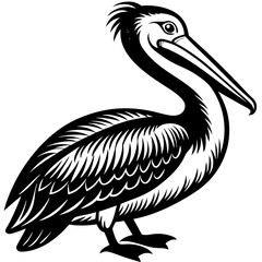 illustration of a pelican