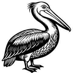 pelican on white background