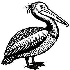 pelican on white background
