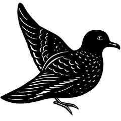 black and white bird