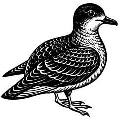 duck vector illustration