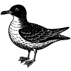 black and white duck