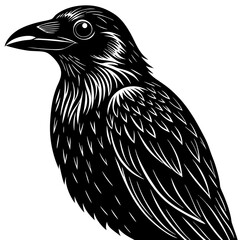 eagle vector illustration
