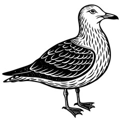 sketch of a bird