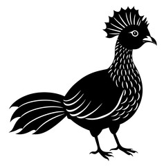 rooster isolated on white