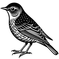 vector illustration of a bird