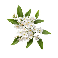 Cluster of small white flowers with lush green leaves