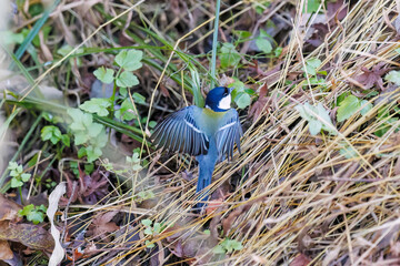 可愛いシジュウカラ（シジュウカラ科）の群れ
英名学名：Japanese Tit (Parus minor, family comprising tits).
千葉県市川市大町公園自然観察園2024
大町の谷戸全体が公園。湿地や里山、森林等、武蔵野の自然が保存されている。
