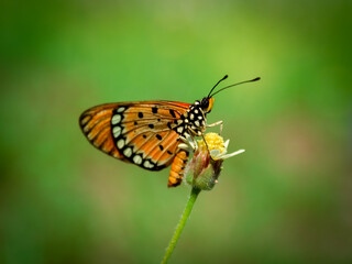 butterfly on a flower closeup