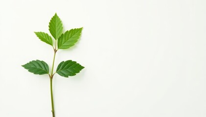 Single, delicate sapling against pure white backdrop, single, detail, closeup