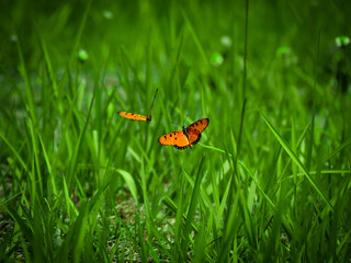butterfly shine on grass