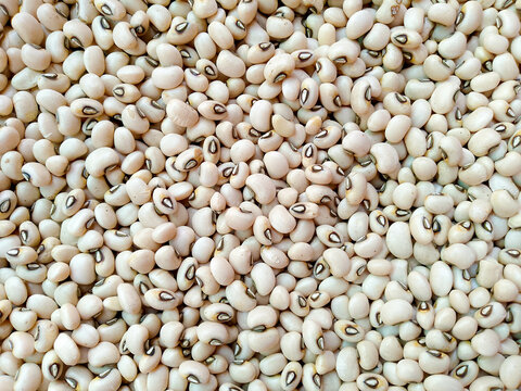 white cowpea" or "black-eyed peas - White Lobia Top View