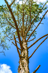 Natural Series : Tall pine trees with blue sky. Pine tree tops against sky and white clouds. Looking up at tall trees. Mountain pine forest in Chiang Mai province.