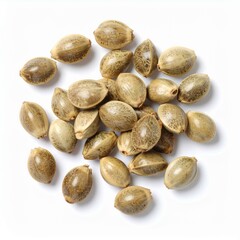 Obraz premium Hemp Seed Illustration for Medicinal Use, Hemp Seed Botanical Art, and Hemp Seed Herbal Design