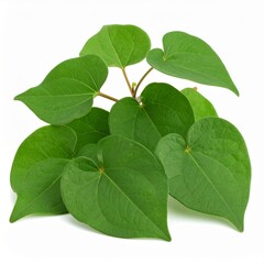 Naklejka premium Houttuynia Illustration for Medicinal Use, Houttuynia Botanical Art, and Houttuynia Herbal Design