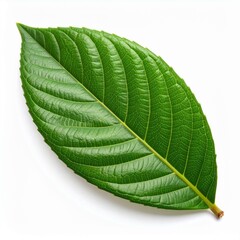 Obraz premium Loquat Leaf Illustration for Herbal Medicine, Loquat Leaf Botanical Art, and Loquat Leaf Natural Remedy Design