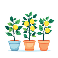Vsai three lemon trees growing in colorful pots
