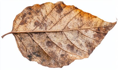Dried brown leaf isolated on white background; autumn nature texture