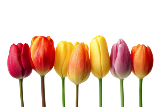 Vibrant tulip garden art - top view png
