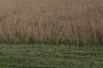 Dry field in late summer 