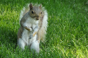Gray squirrel on green grass