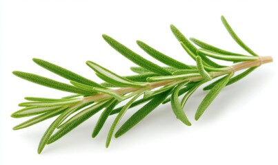 Fototapeta premium Fresh rosemary sprig, isolated, white background, cooking ingredient (3)