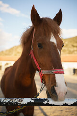 Obraz premium portrait of a horse