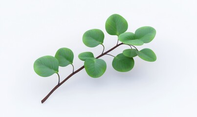 Obraz premium Green leaf branch isolated on white background, nature, botanical, design element