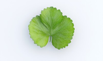 Green leaf, overhead view, white background, nature