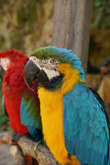 blue and gold macaw