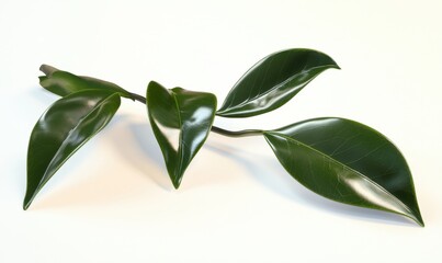Green leaves branch, studio shot, white background, nature