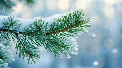 Close-Up of Snow Covered Pine Tree Branch in Winter Forest with Frost and Soft Bokeh Background