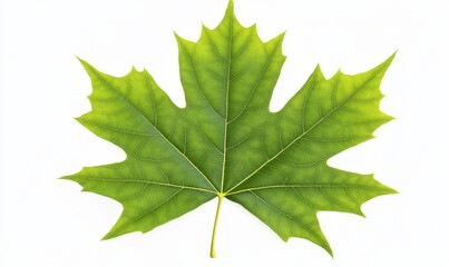 Fototapeta premium Green maple leaf isolated on white background; nature, botany