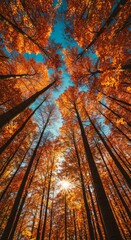 Photo of Tall Autumn Trees Reaching Towards The Blue Sky and Sunlight