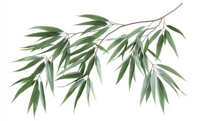 Obraz premium Green willow branch, leaves, isolated, white background, nature