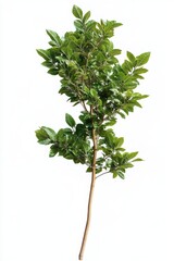 green tree isolated on white background