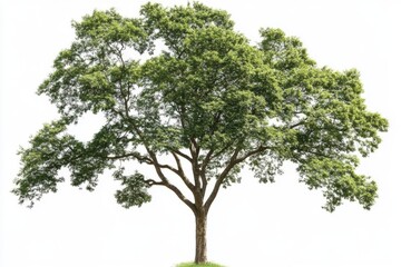 green tree isolated on white background