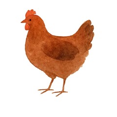 Freehand minimalistic watercolor illustration of a chicken isolated on a white background. Hand drawn a child's  watercolour drawing. Farm animal Chick for design.