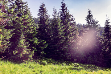 landscape consisting of a fir-trees