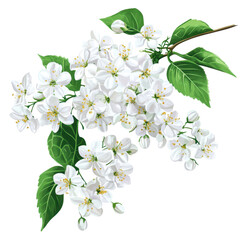 Fototapeta premium Branch of white blossoms with green leaves