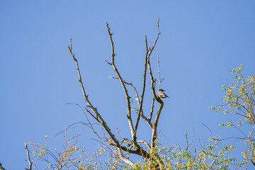 A jay is sitting on a branch of a death tree in sunny day without clouds