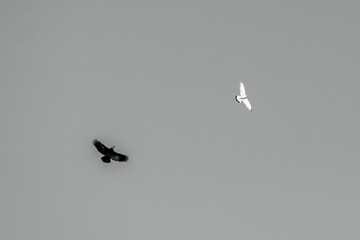 A battle between a raven and a windhover on the sky without clouds in black and white