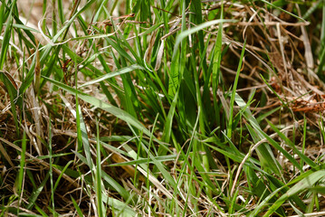 Spring long green grass in a sunny day