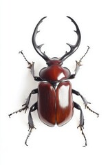 beetle on white background