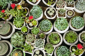 Succulent Collection of Diverse Assortment of Potted Plants for Home and Garden Decor.