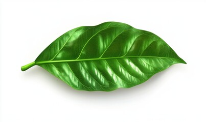 Fototapeta premium Single green leaf, isolated, white background, nature, botany, website design