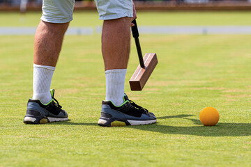 Obraz premium Player prepares to strike an orange ball on a sunny croquet lawn during a friendly match