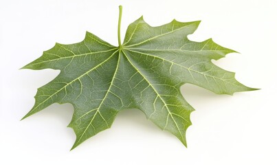 Fototapeta premium Single green maple leaf on white background, nature photography, website design