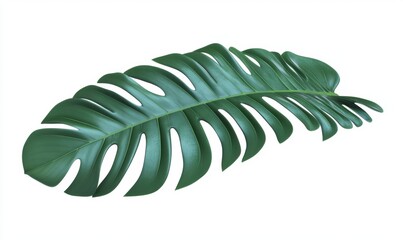 Tropical leaf isolated on white; design element